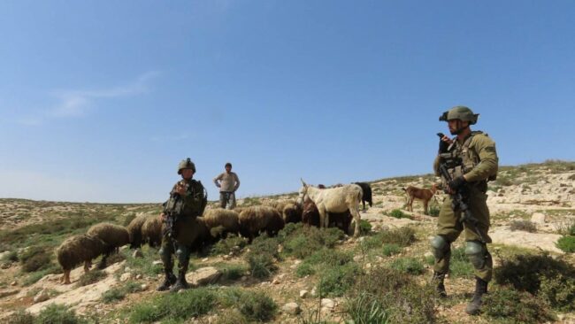 Palestina 2022. Operazione Colomba: militari, pecore e pastori
